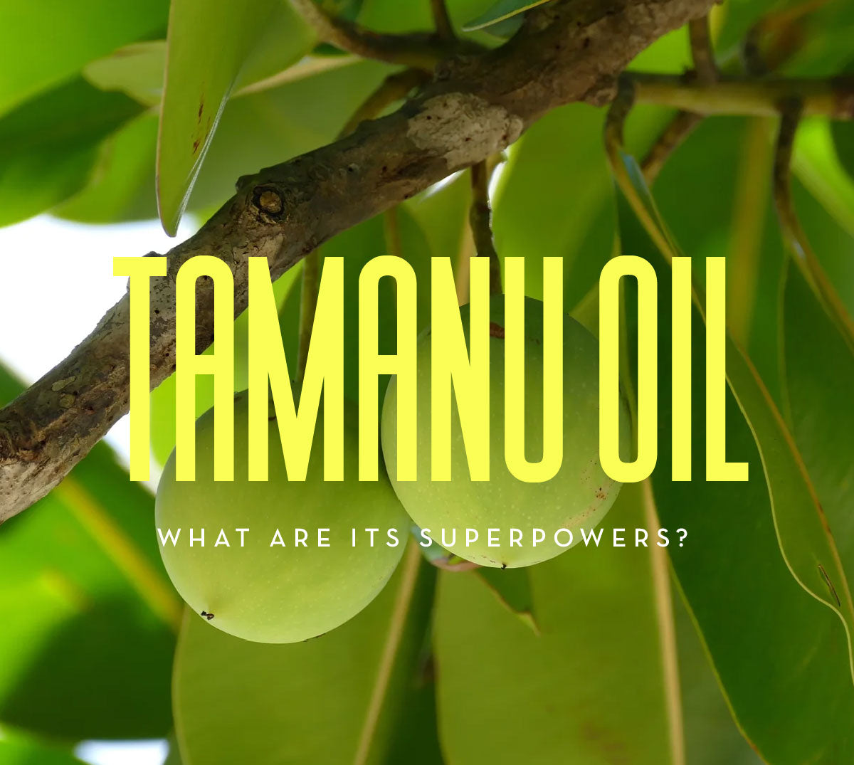 ic:Organic beauty: Tamanu oil for stretch marks and scars