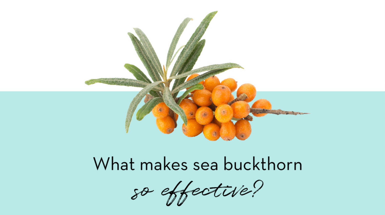 Organic Beauty: Benefits of Sea Buckthorn Oil