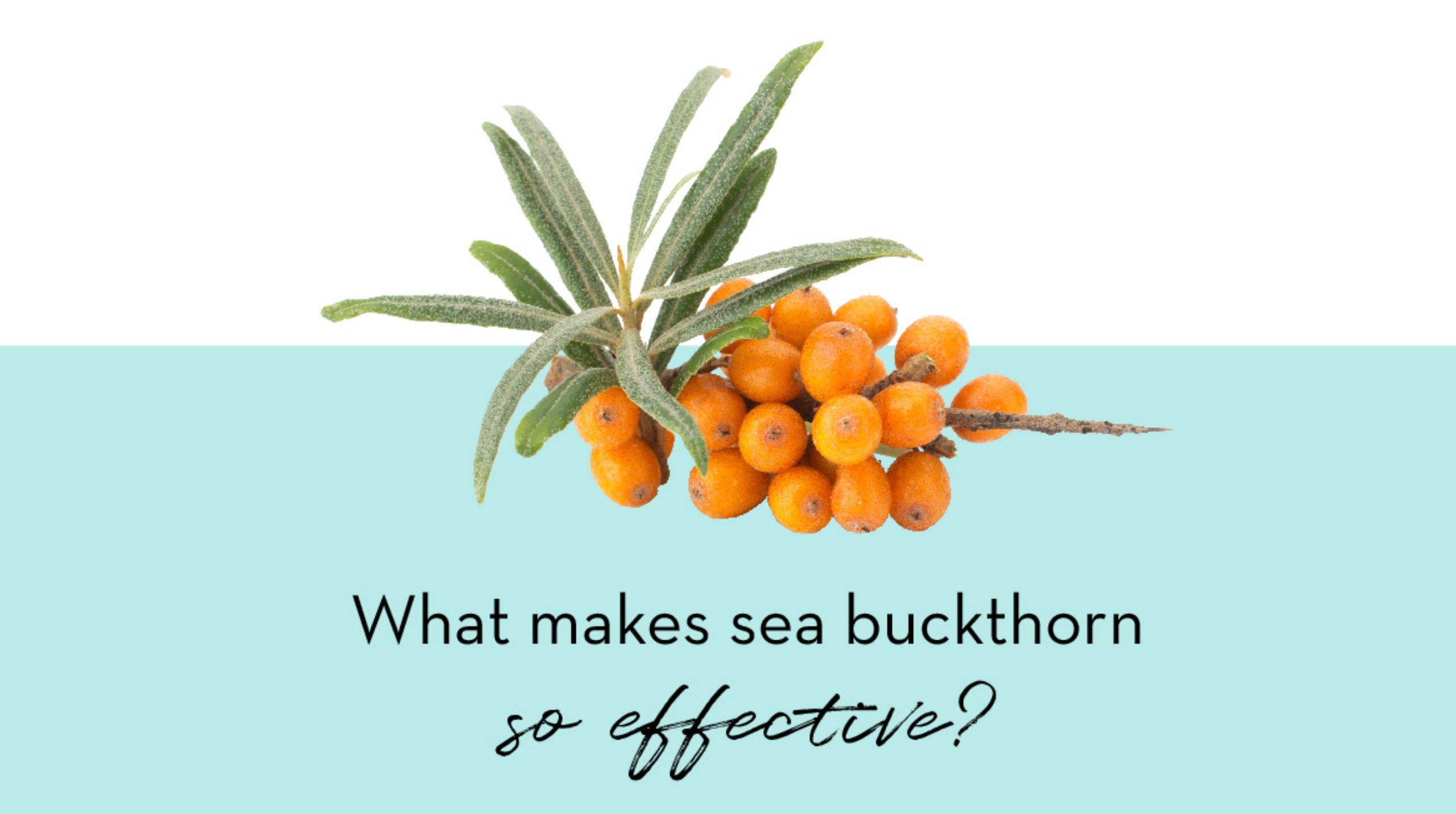 ic:sea buckthorn oil for stretch mark treatment