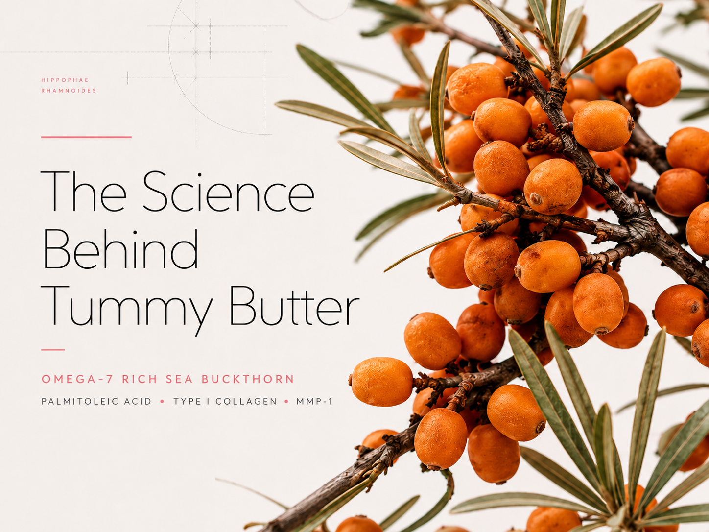 Sea buckthorn berries with editorial text reading The Science Behind Tummy Butter, highlighting omega-7, palmitoleic acid, type I collagen, and MMP-1 research.