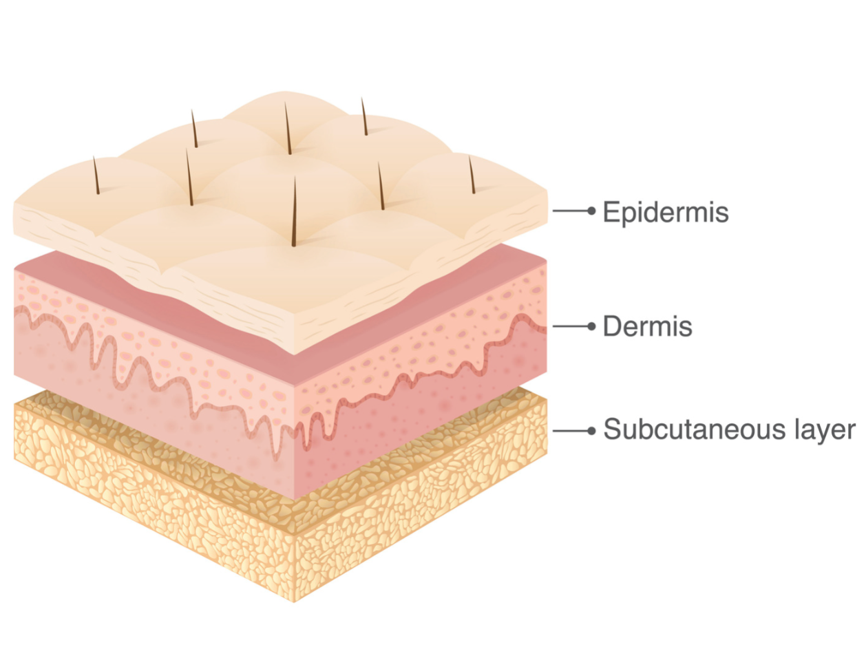 3 main layers of the skin